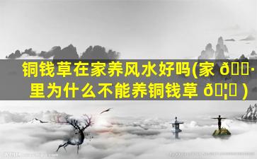 铜钱草在家养风水好吗(家 🌷 里为什么不能养铜钱草 🦁 )